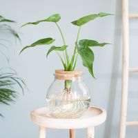 Alocasia Cucullata in Bolglas Alocasia Cucullata in Bolglas