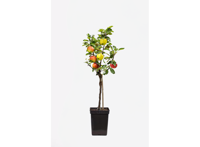 3 in 1 Appelboom