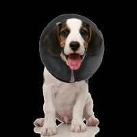 Zenpet Procollar Xs