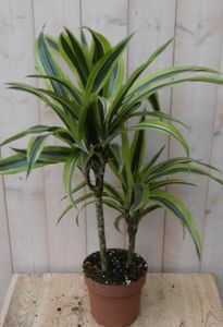 Kamerplant Drakenbloedboom Dracaena Geel-Groen 60 cm - Warentuin Natuurlijk