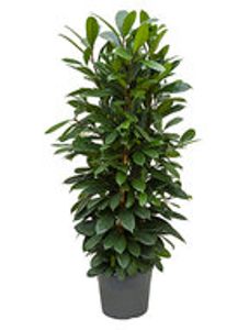 Ficus cyathistipula - Toef