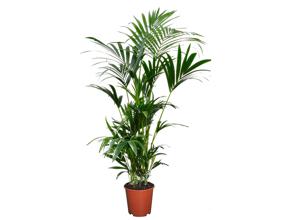 Grote Kentia Kamerpalm