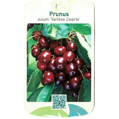 Prunus Avium Varikse Zwarte - Oosterik home