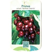 Prunus Avium Varikse Zwarte - Oosterik home