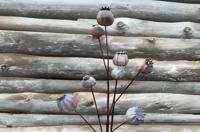 Bruine bollen - Buitengewoon de boet