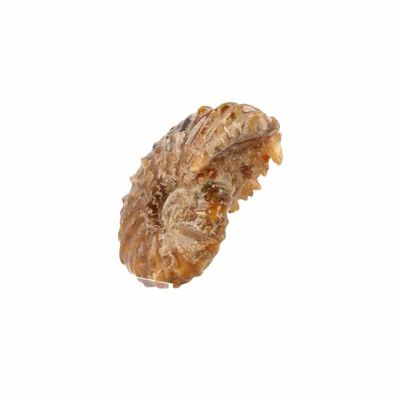 Fossiel Ammoniet 'Tractorwiel' (Model 2) Fossiel Ammoniet 'Tractorwiel' (Model 2)