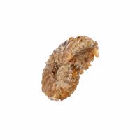 Fossiel Ammoniet 'Tractorwiel' (Model 2) - thumbnail