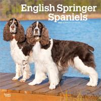 Engelse Springer Spaniel Kalender 2026