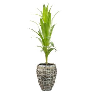 Planten/bloemen mand - rotan - gevlochten riet - D48 x H62 cm - drypot - plantenpot