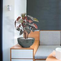 Syngonium kunstplant op hout 60cm