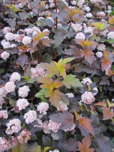 Sneeuwbalspirea