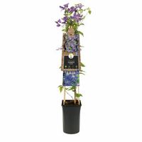 Blauwe bosrank (Clematis "Arabella") klimplant