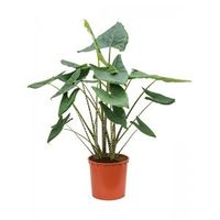 Alocasia Zebrina 140 cm kamerplant - thumbnail