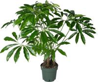 Philodendron Fun Bun Potmaat 30 H130-150 kamerplant Beautanic Lifestyle - Beautanic lifestyle