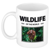 Orang oetan aap mok met dieren foto wildlife of the world - thumbnail
