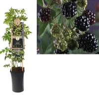 Klimplant Rubus Thornless Evergreen - Groene Bramen