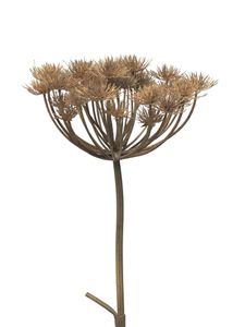 Kunsttak Heracleum