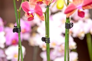 Orchidee clips zwart set a 10 stuks - Nature