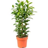 Ficus moclame M kamerplant - thumbnail