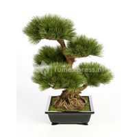 Kunstplant Pinus bonsai L - thumbnail