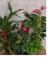 Kamerplantenpakket plantenbox circa 6 tot 10 planten Bloeiend Warentuin Natuurlijk - Warentuin natuurlijk