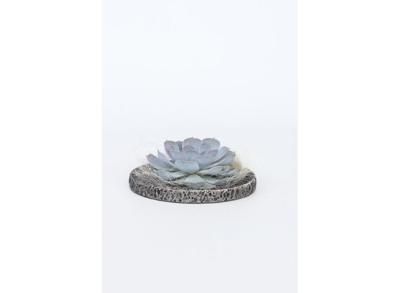 Echeveria Lilacina in decorative Koala bowl