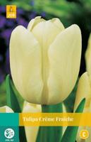 Tulipa Creme Fraiche - Jub