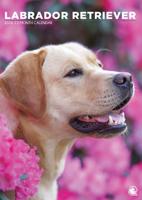 Labrador Retriever Blond A3 Kalender 2026