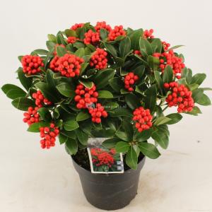 Skimmia (Skimmia Japonica “Temptation” PBR) heester - 30-40 cm (C5) - 8 stuks