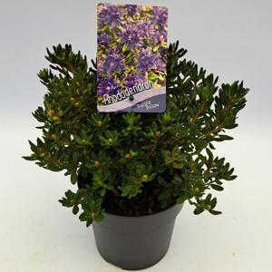 Dwergrhododendron