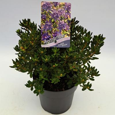 Dwergrhododendron