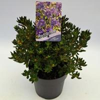 Dwergrhododendron Dwergrhododendron