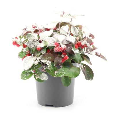 Gaultheria Pr. 'Big Berry' + Snow - Ø10cm - ↕15cm