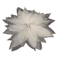 Magnolia Bladskeletten, 50st.