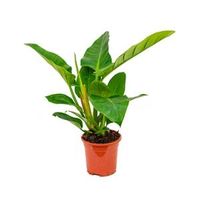 Philodendron imperial green XS kamerplant - thumbnail
