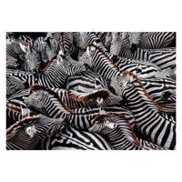 Clementoni legpuzzel national geographics - zebra, 1000st.