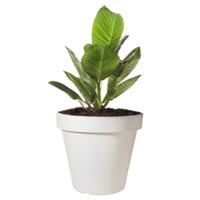 Pro Garden Bloempot - wit - rond - D25 cm - kunststof - plantenpot - tuin buiten