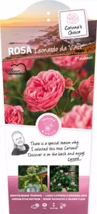 Stamroos Leonardo da Vinci - Roze Roos