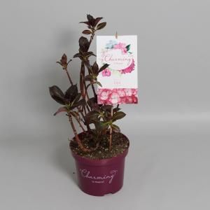 Hydrangea Macrophylla "Charming® Lisa Pink"® boerenhortensia - 25-30 cm - 1 stuks