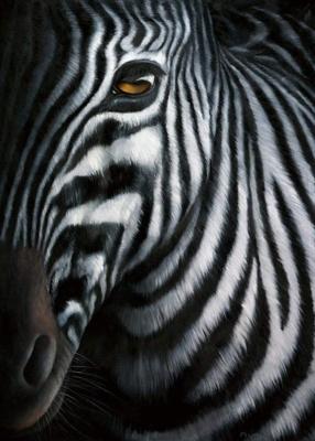 Kunstdruk Jutta Plath - Zebra I 60x80cm