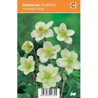 Anemoon (anemone multifida "Annabelle White") zomerbloeier - 12 stuks