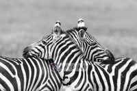 Karo-art Schilderij - Zebra liefde in zwart wit , 3 maten , Premium print
