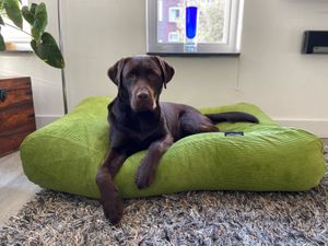 Dog's Companion® Hondenbed appelgroen ribcord extra small