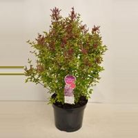 Dwergsering (syringa "Sugar Plum Fairy"®)