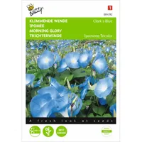 Ipomoea, Klimmende winde Clark's Blue