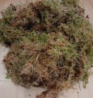 Sphagnum mos in bakje/zakje (los circa 3 liter) - Warentuin natuurlijk
