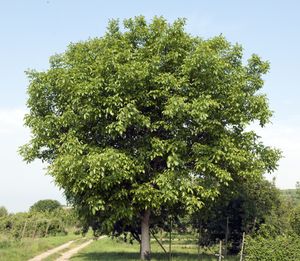 Hoogstam dikke Walnotenboom