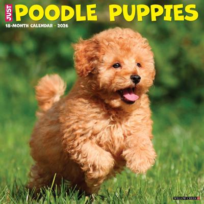 Poedel Puppies Kalender 2026