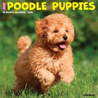 Poedel Puppies Kalender 2026