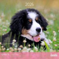 Puppies Kalender 2026